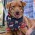 Pet Bandana - Medium - White